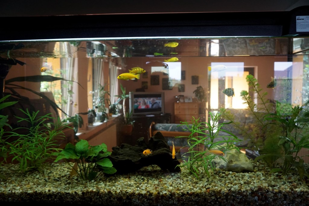 Rodzinny Dom Seniora „Słoneczna Jesień" w Brzeszczach