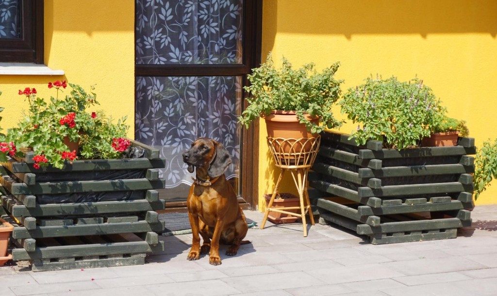 Rodzinny Dom Seniora „Słoneczna Jesień" w Brzeszczach