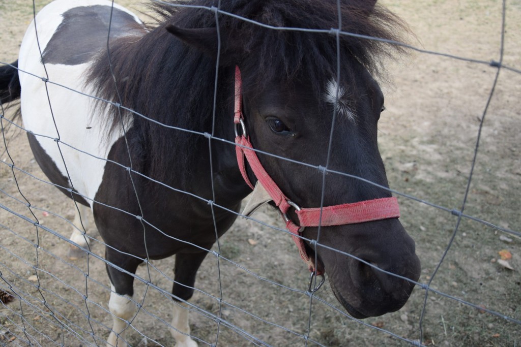 Dom Spokojnej Starości „Filiżanka" w Gnojniku