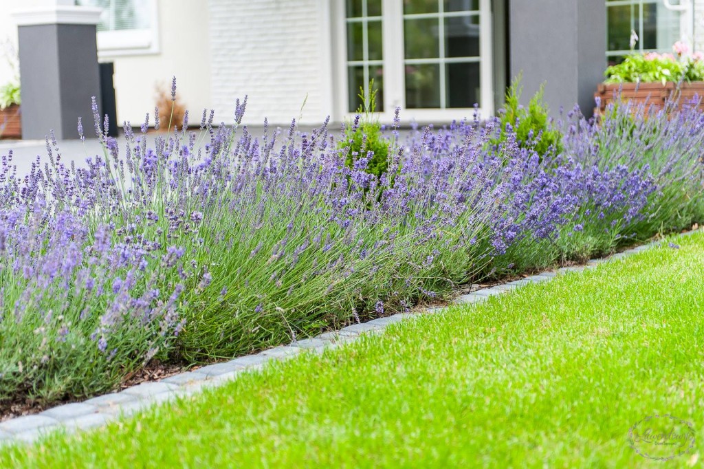 Lawendowy Dom Seniora w Starej Wsi