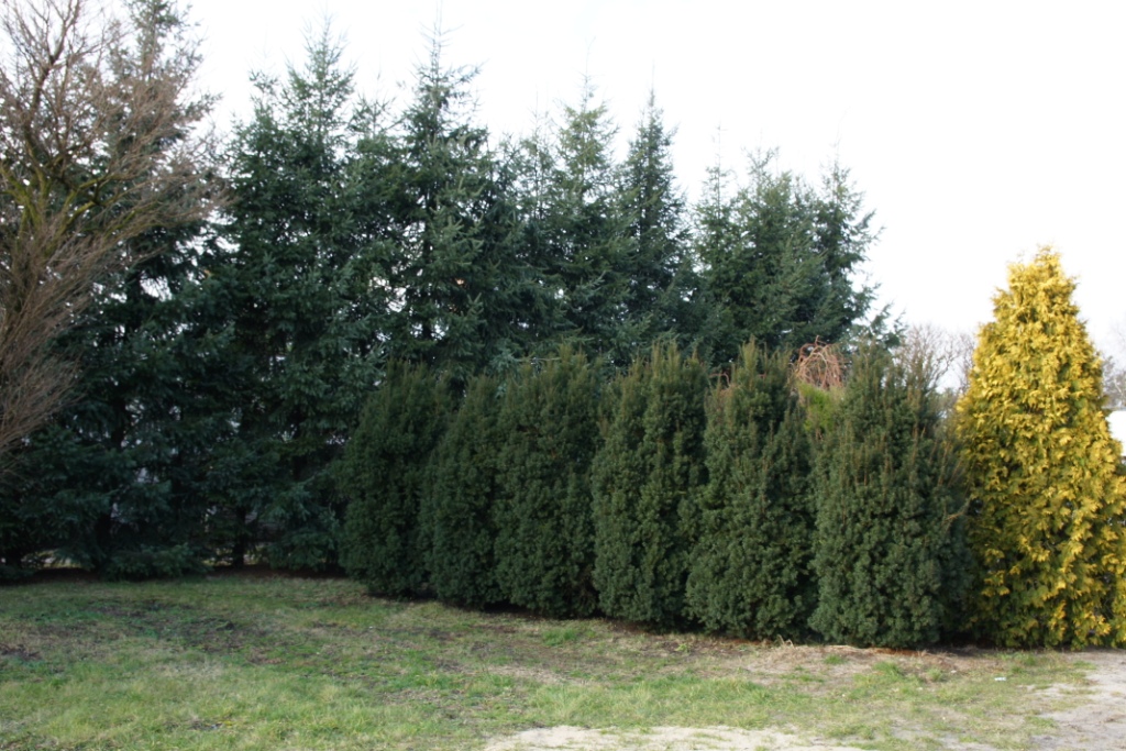 Dom Opieki „Świerkowy Zakątek" w Mosinie