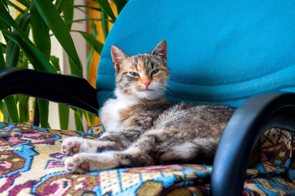 Dom Opieki „Nestor" w Wojszczycach