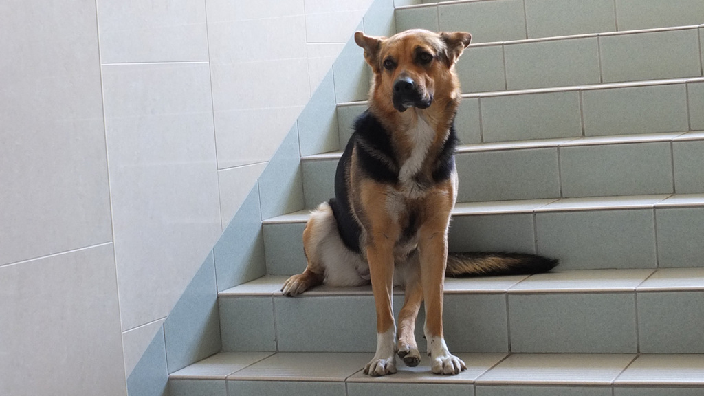 Dom Opieki „Jesienna Róża” w Sosnowcu