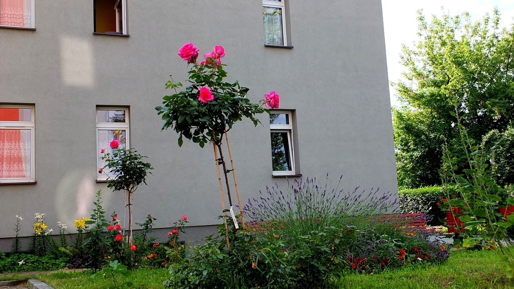 Dom Opieki „Jesienna Róża” w Sosnowcu