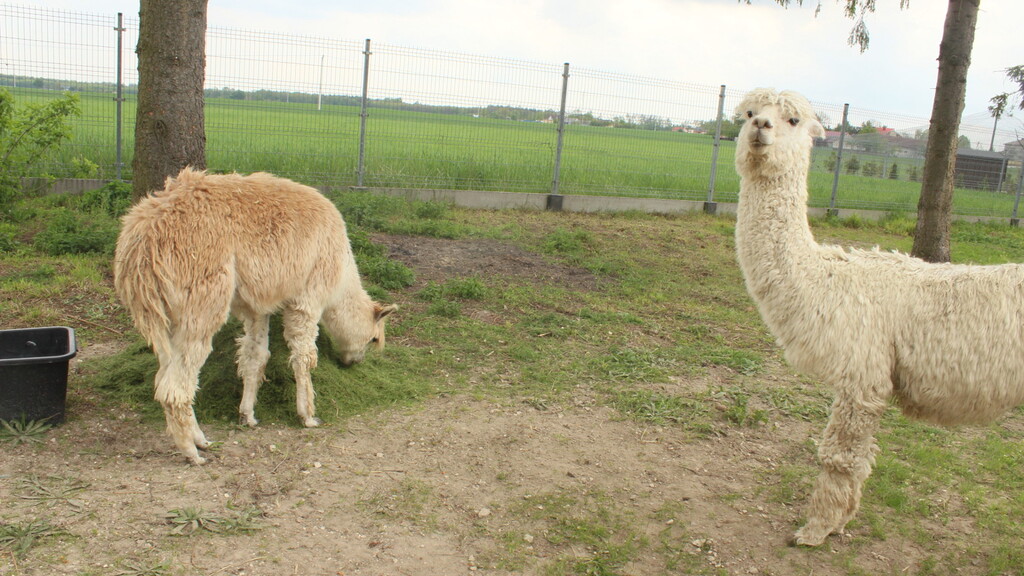 Pałac Seniora w Raszkowie