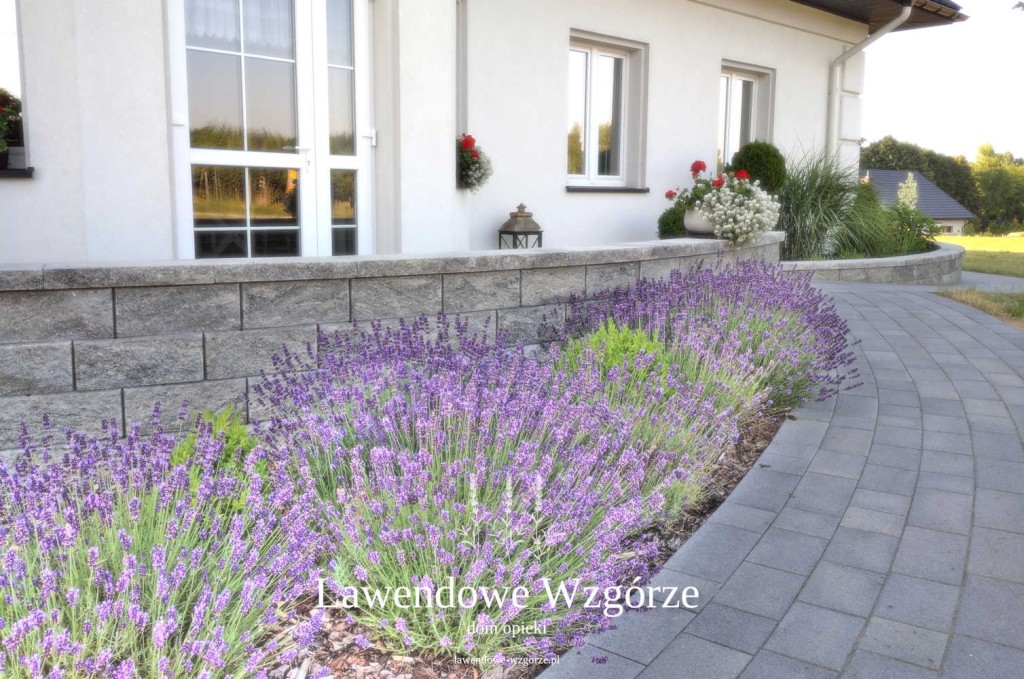 Dom Opieki „Lawendowe Wzgórze” w Podgrodziu