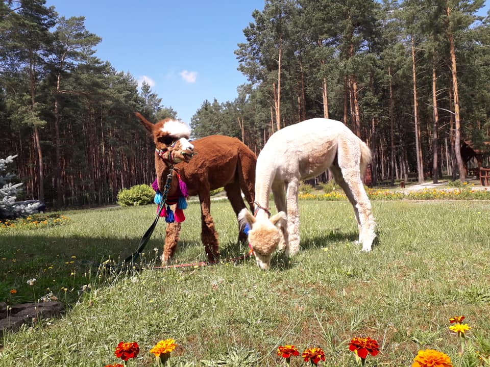 Alpakoterapia w Domu Seniora „Złoty Wiek” w Bolewicach to jedna z wielu form terapii zajęciowej