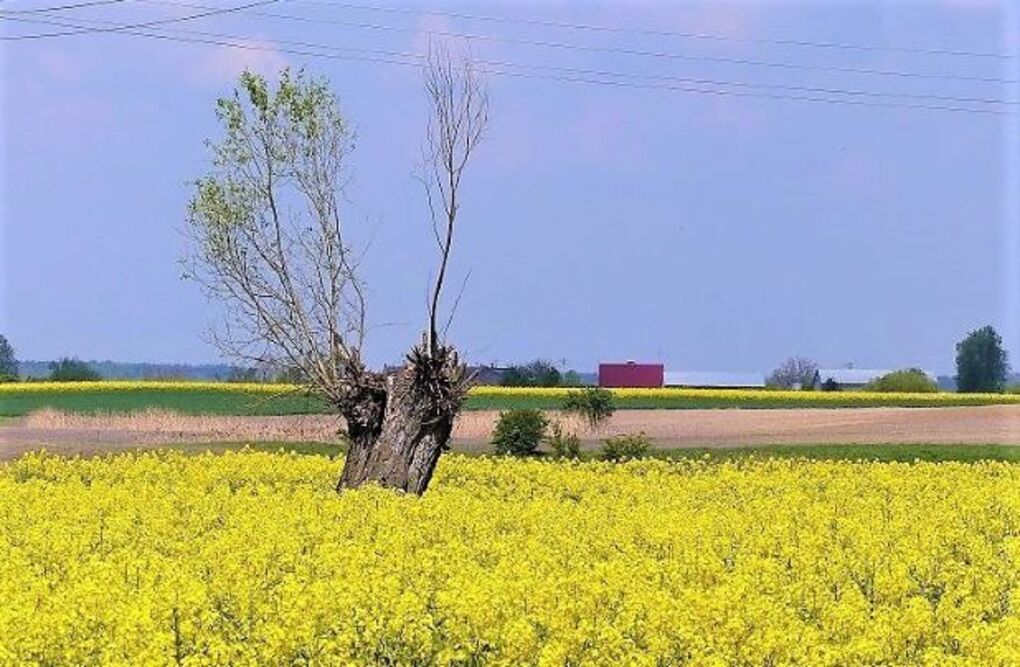 Dom Seniora w Drachowie