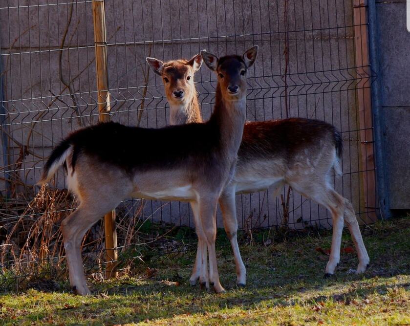 Placówka Całodobowej Opieki „Nadzieja” w Grudyni Wielkiej