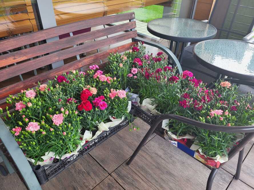 Terapia zajęciowa w Apartamentach Senior Plus w Zbrosławicach obejmuje między innymi prace ogrodowe