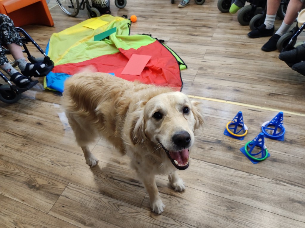 Dom Kombatanta i Pioniera Ziemi Szczecińskiej w Szczecinie organizuje podopiecznym zajęcia terpauetyczne, w tym dogoterapię