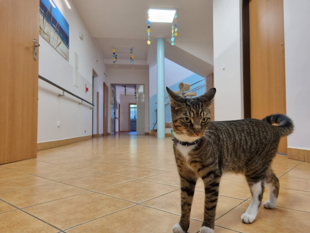 Dom Pomocy Społecznej w Wolsztynie