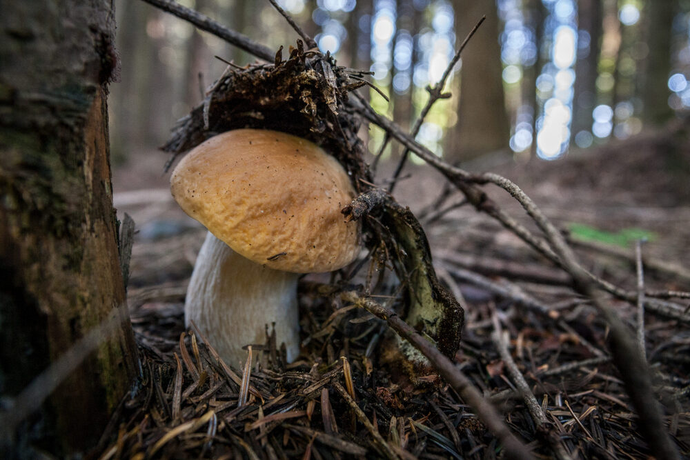 Apartamenty „Świtezianka” w Rymanowie-Zdroju