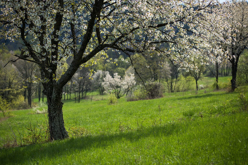 Apartamenty „Świtezianka” w Rymanowie-Zdroju
