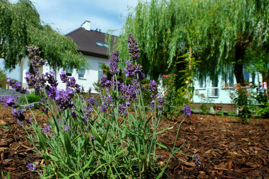 Dom Pomocy Społecznej „Nad Jarem” w Nowym Miszewie