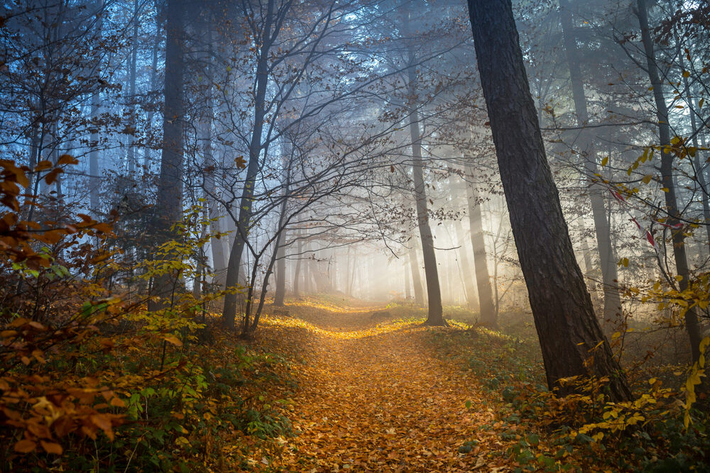 Apartamenty „Świtezianka” w Rymanowie-Zdroju