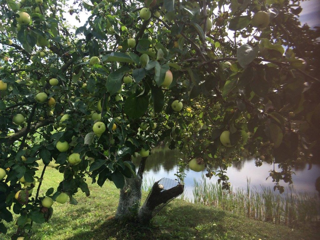 Dom nad Jeziorem w Budach Lucieńskich