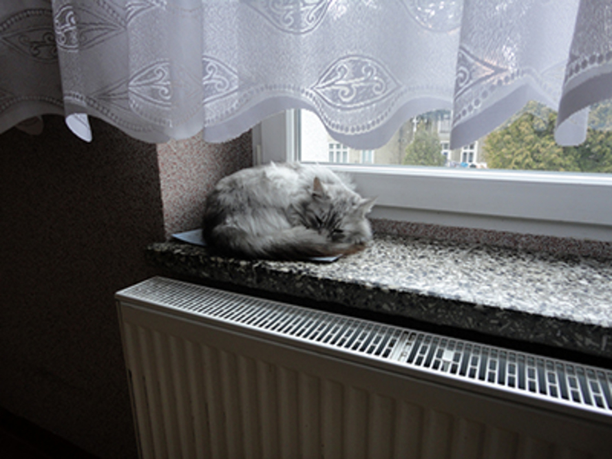 Dom Pomocy Społecznej „Maria” w Korfantowie jest ,,zwierzolubny" - kontakt ze zwierzętami jest jedną z form terapii zajęciowej