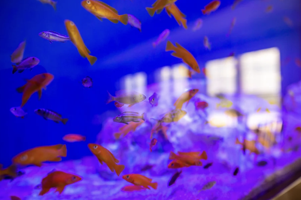 Dom Seniora „Willa Rosa” w Czarkowie