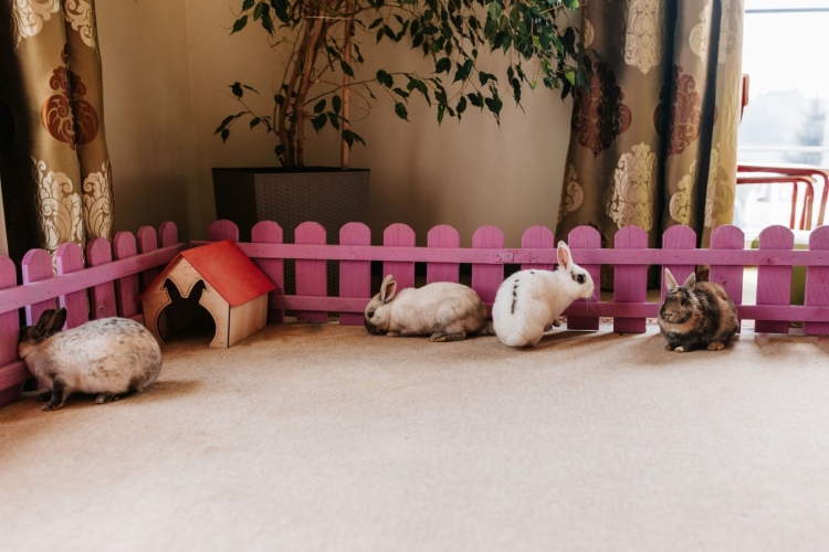 Hotel „Mercure Dosłońce” Conference & SPA w Racławicach