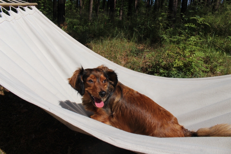 Hotel Morski Widok w Krynicy Morskiej