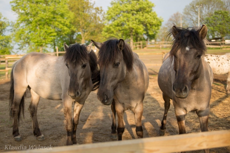 Hotel Olandia w Prusimiu