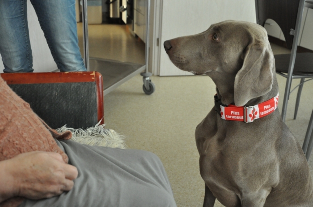 Dogoterapia w Domu Opieki Patronus w Kalinówce