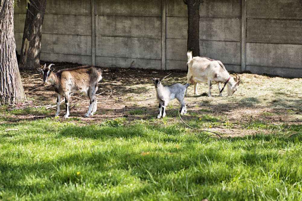 Dom Seniora „Słoneczna Jesień Życia" w Zwanowicach
