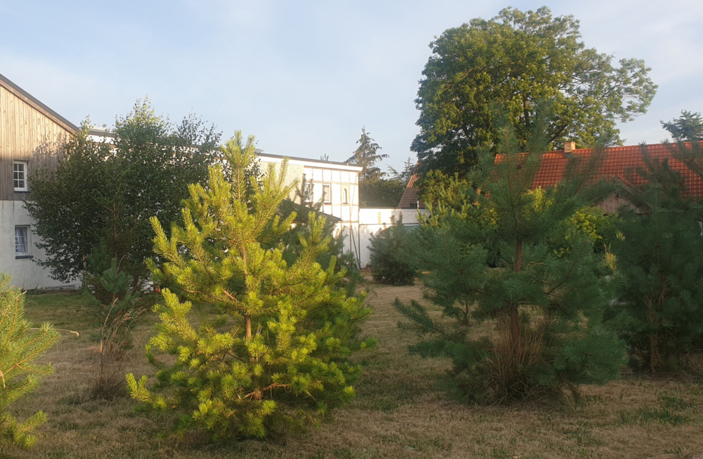 Dom Seniora Lilia w Dębogórzu