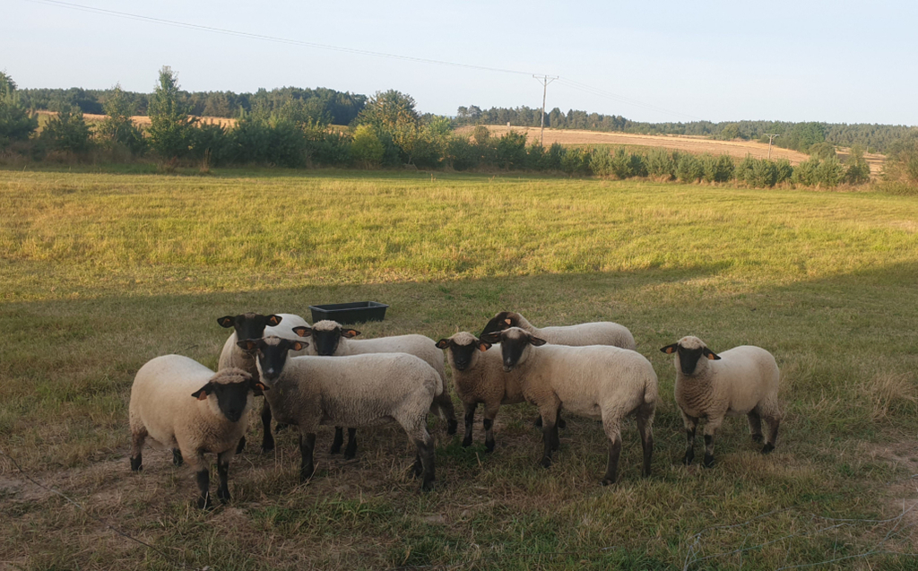 Dom Seniora Lilia w Dębogórzu