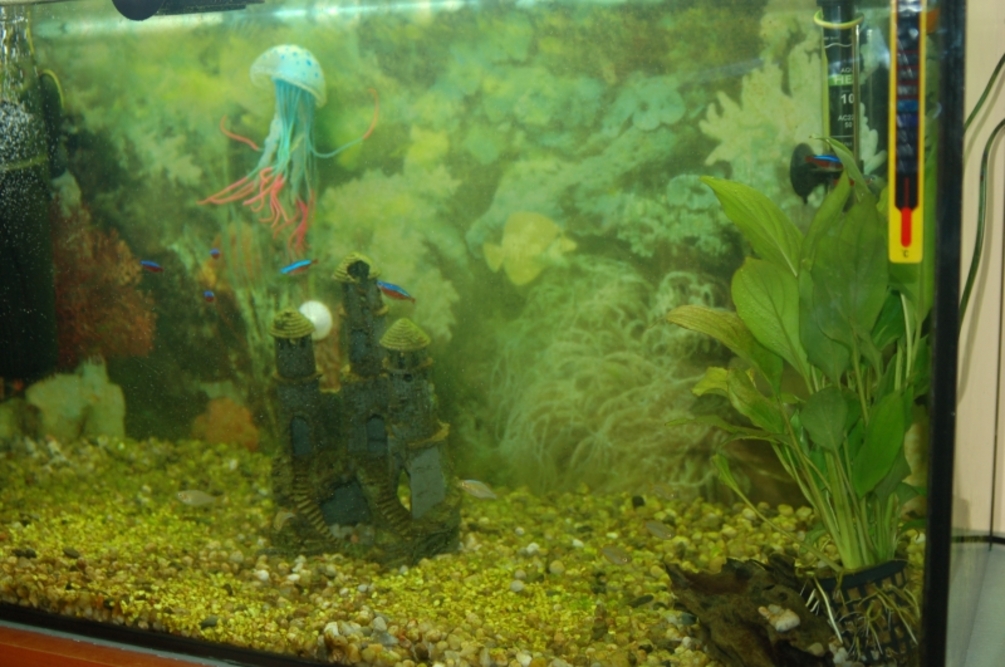 Rodzinny Dom Seniora „Przy Lesie” w Górze