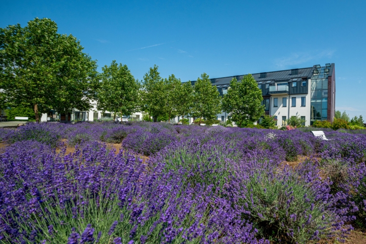 Hotel **** Lawendowe Termy Medical SPA w Uniejowie