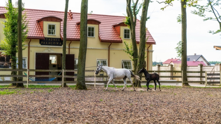 Pałac Alexandrinum w Poświętnem