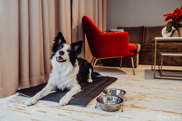 W Five Seasons Aparthotel w Szklarskiej Porębie czworonożni goście są mile widziani