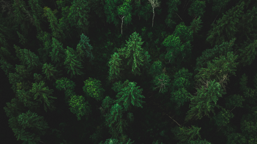 Park Rekreacyjno-Biznesowy LAS WODA w Wildze