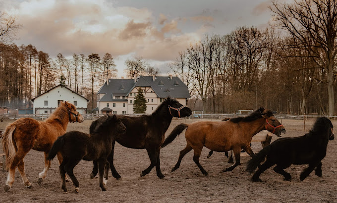Zamek Bożejów w Bożejowie