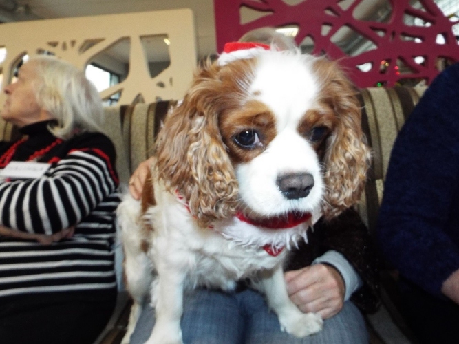 Dzienny Dom Opieki Seniora Ludwisia we Wrocławiu