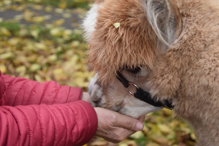 Dzienny Dom SENIOR+ w Mławie