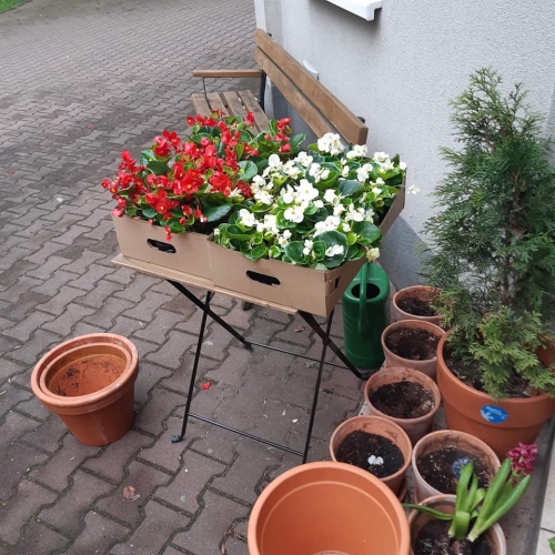 Jedną z form proponowanych w Dziennym Domu SENIOR+ w Sosnowcu aktywności są prace ogrodowe