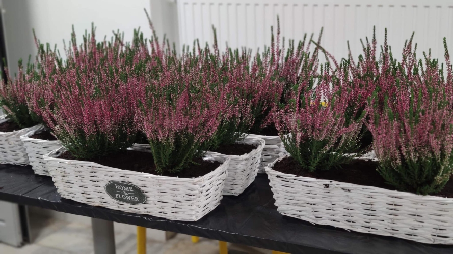 Dzienny Dom Pomocy w Rzeszowie - jedną z form zajęć terapeutyczncych jest hortiterapia